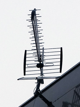 Антенна DVB-T2 и спутниковая